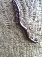 Diplopoda