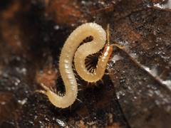 Schendyla nemorensis