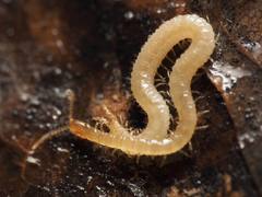 Schendyla nemorensis