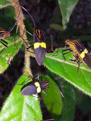 Hypselonotus subterpunctatus
