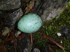 Piranga rubra