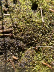 Odontoschisma sphagni