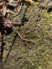 Odontoschisma sphagni