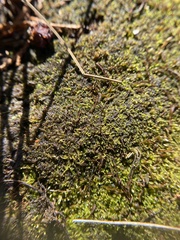 Odontoschisma sphagni