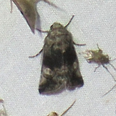 Copanarta aurea