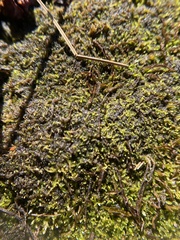 Odontoschisma sphagni