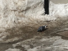 Columba livia domestica