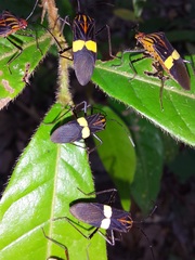 Hypselonotus subterpunctatus