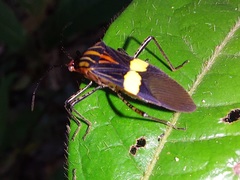 Hypselonotus subterpunctatus