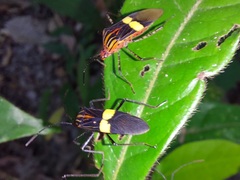 Hypselonotus subterpunctatus