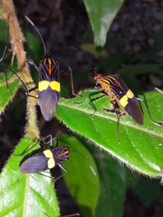 Hypselonotus subterpunctatus