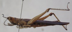 Copiocera specularis