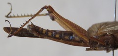 Copiocera specularis