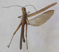 Copiocera specularis