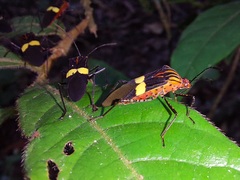 Hypselonotus subterpunctatus