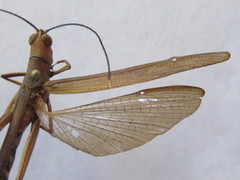 Copiocera specularis
