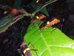 Hypselonotus subterpunctatus