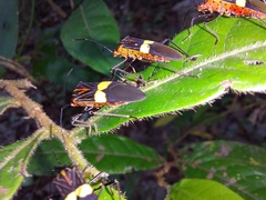 Hypselonotus subterpunctatus