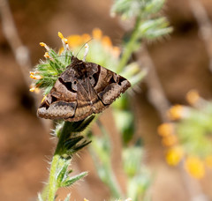 Euclidia ardita