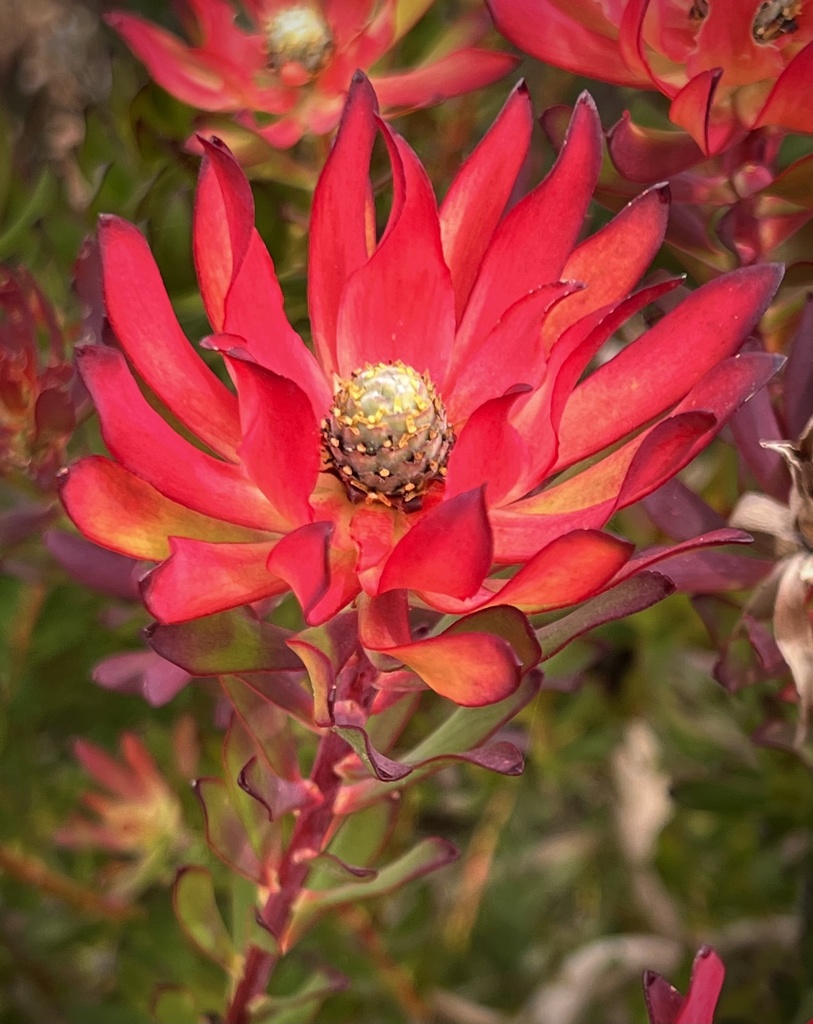 Safari Sunset and similar cultivars