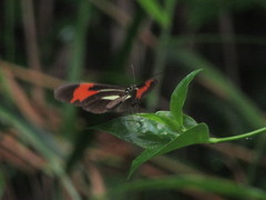 Heliconius erato