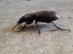 Mecodema sculpturatum