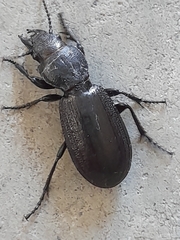 Mecodema sculpturatum