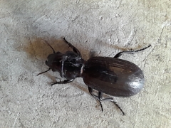 Mecodema sculpturatum