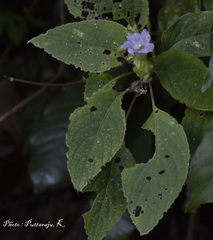 Strobilanthes meeboldii
