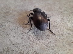 Mecodema sculpturatum
