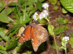 Danaus eresimus tethys