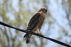 Buteo lineatus