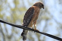Buteo lineatus