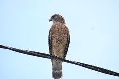 Buteo lineatus