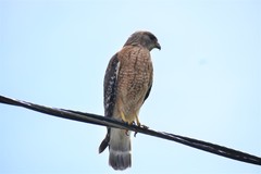 Buteo lineatus