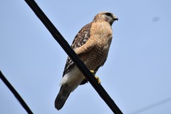 Buteo lineatus