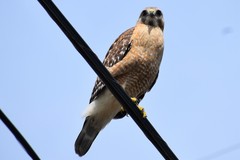 Buteo lineatus