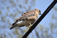 Buteo lineatus