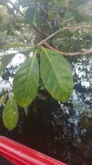 Cordiera