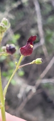 Scrophularia atrata