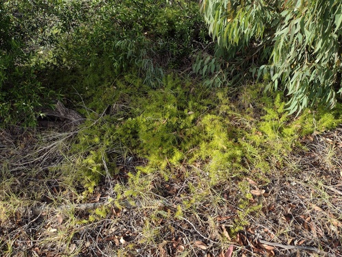 Asparagus aethiopicus observed 2022-03-05
