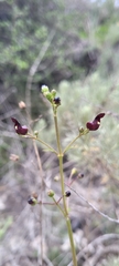Scrophularia atrata