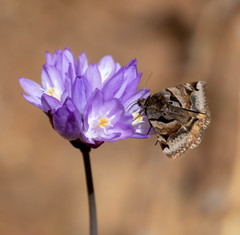 Euclidia ardita