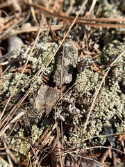 Cladonia strepsilis