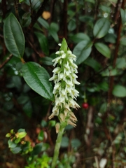 Brachystele unilateralis