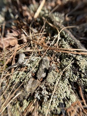 Cladonia strepsilis