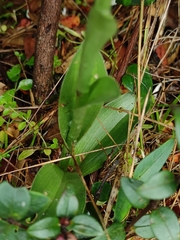 Brachystele unilateralis