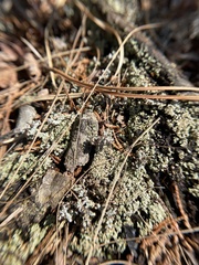 Cladonia strepsilis
