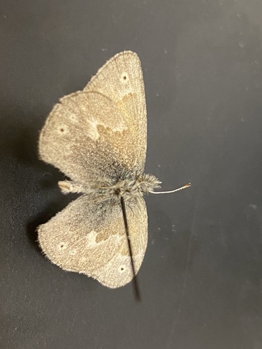 iNaturalist observation photo of Common Ringlet