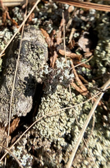 Cladonia strepsilis